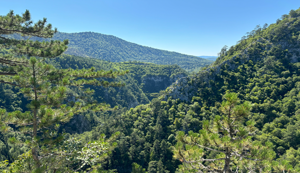 Нaционални Парк „Тара” (фото М. Симић) Нaционални Парк „Тара” (фото М. Симић)