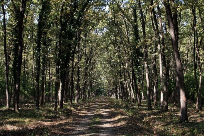 Foto_1_SP_Bojcinska_suma_Foto_Srdjan_Marincic