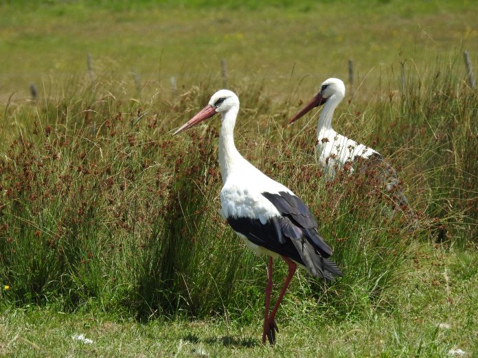 Бела рода (Ciconia ciconia), Фото: Иван Меденица