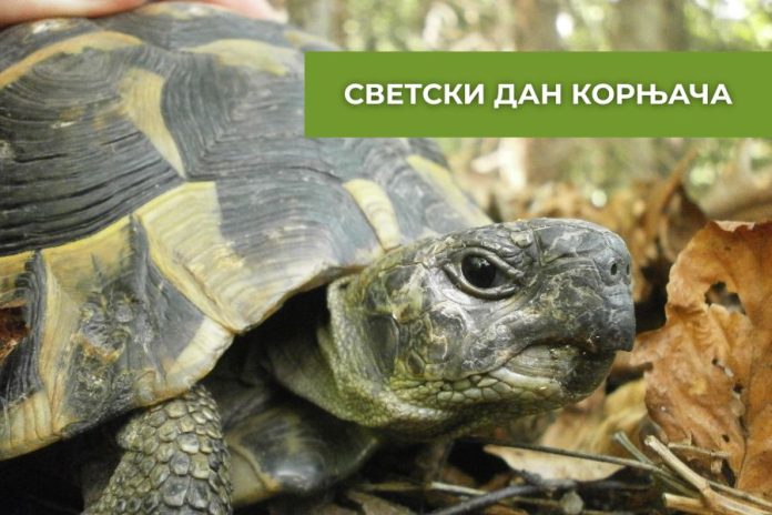 СВЕТСКИ ДАН КОРЊАЧА
