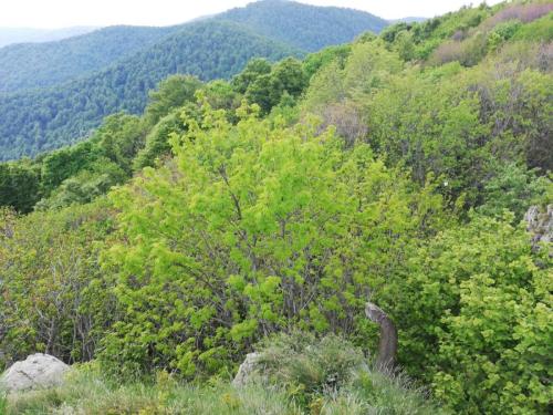 Планински јавор на врху, Поглед /Ауторка фотографије: Мила Ристић