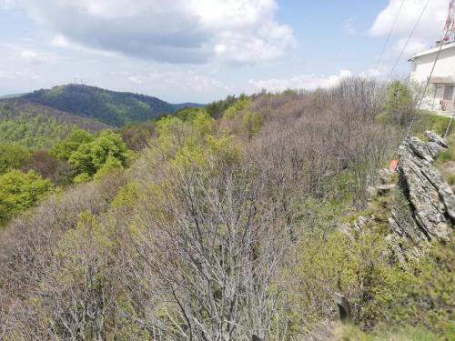 Планински јавор на врху, Поглед /Ауторка фотографије: Мила Ристић