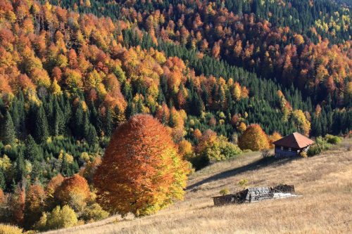 Парк природе „Голија“, Фото: Срђан Маринчић
