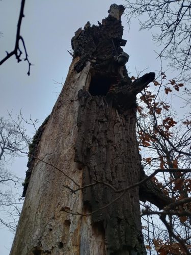 IMG 20251207 144949054 HDR