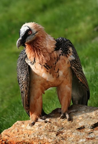 Orao-bradan-Gypaetus-barbatus-autor-Richard-Bartz