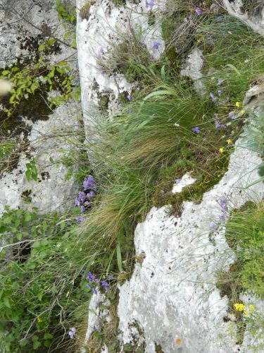 Ramonda-nathaliae-foto-Dragana-Nedeljkovic-1