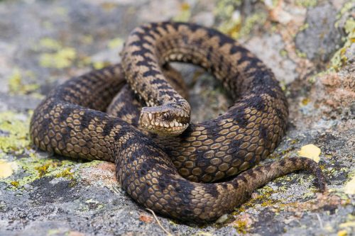 Vipera-berus-DSC 0391